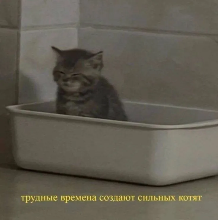 Сильный котёнок в лотке